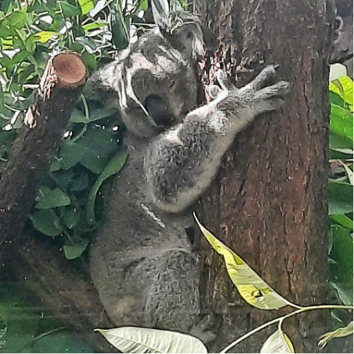 Koala sch